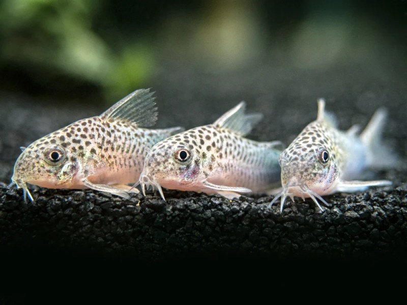 Corydoras, the Pet Fish of my&nbsp;Desiring