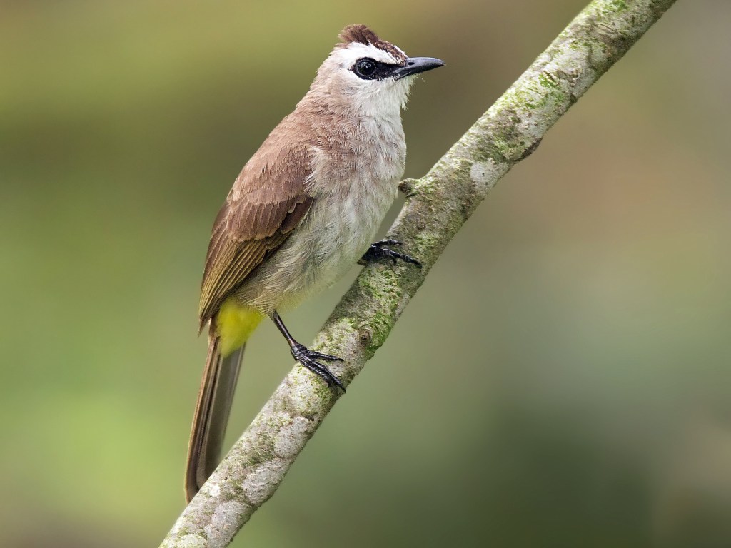 Yellow vented bulbul