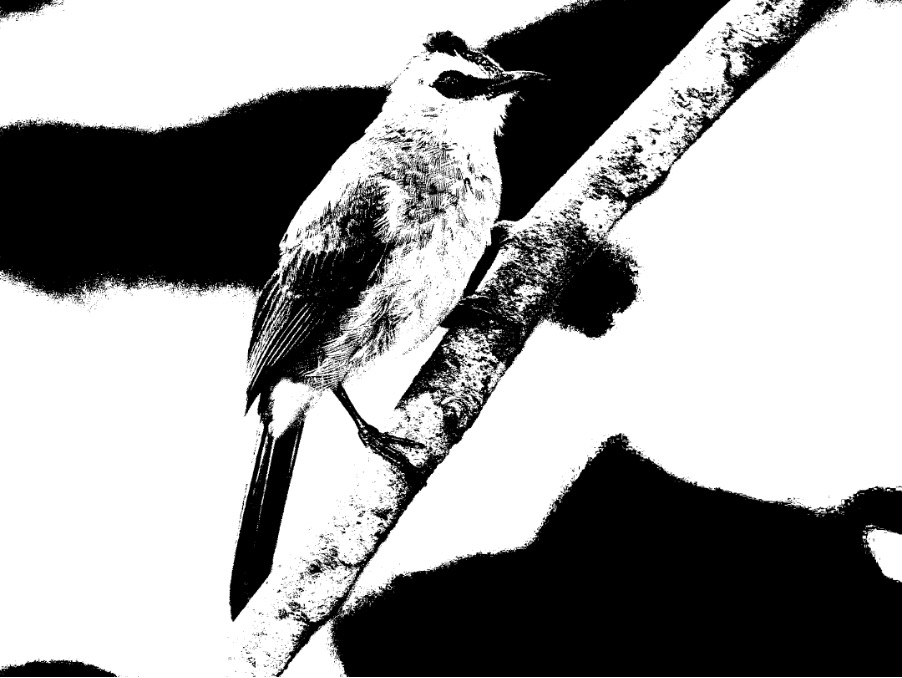 The Bird that’s&nbsp;called…