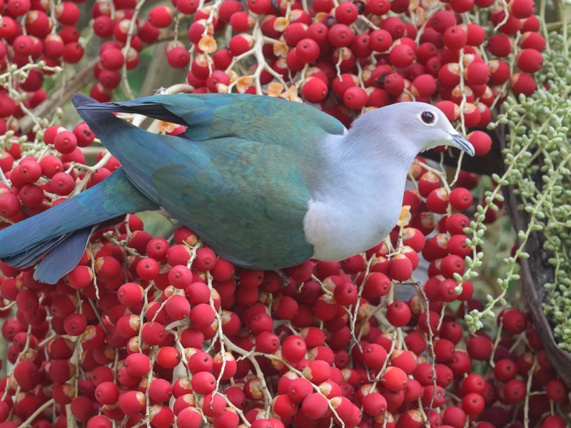 The Green. Imperial. Pigeon I Saw 
