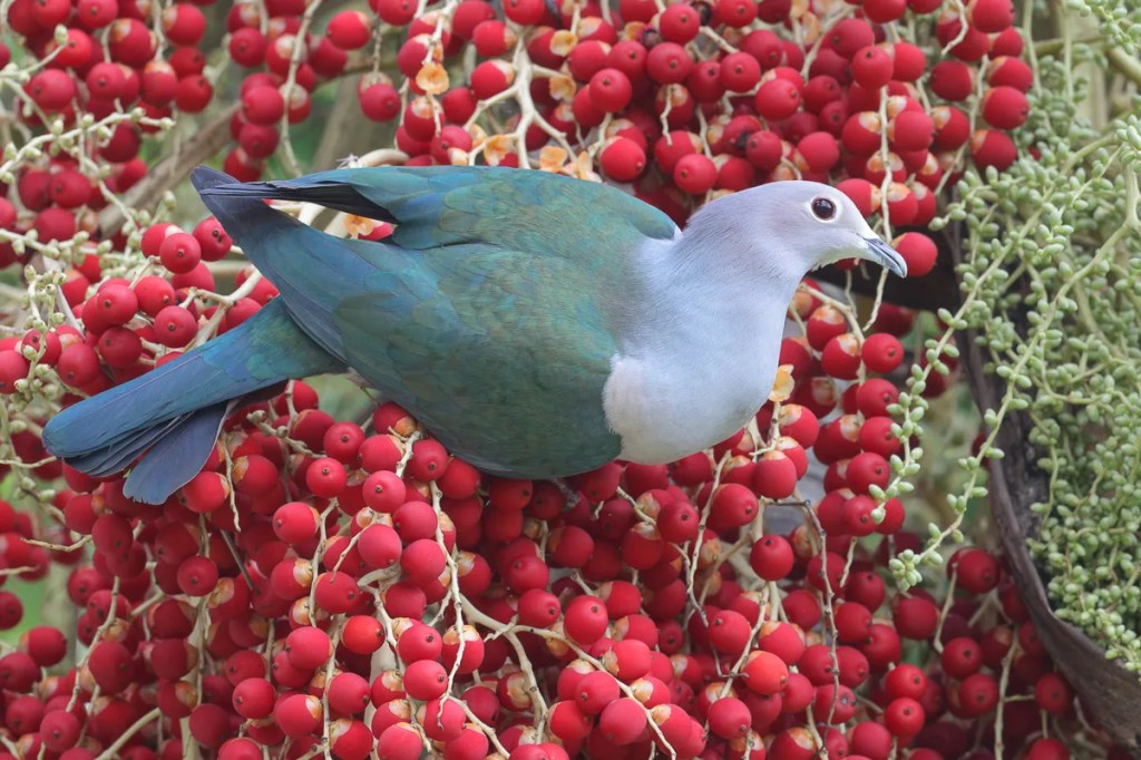 Green Imperial Pigeon