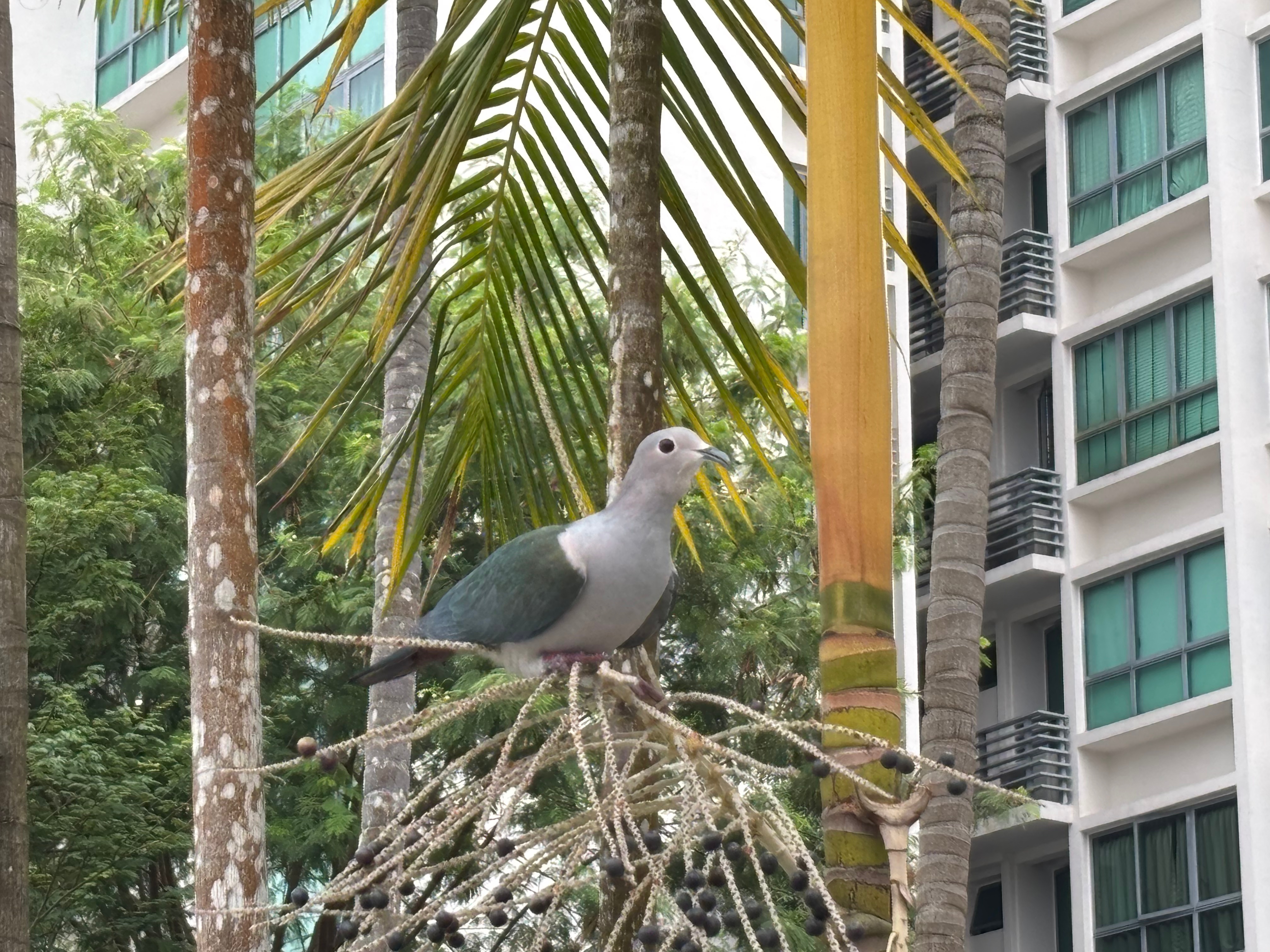 Green Imperial Pigeon